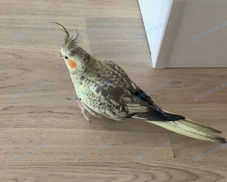 Medium gray male bird Тайсон, lost near Полярная ул., 23, Москва, Россия, 127081 on Jul 05, 2020.