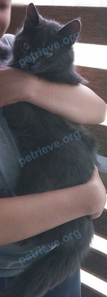 Medium young gray male cat, lost near ул. Широкая, Ивацевичи, Беларусь on Jun 14, 2020.