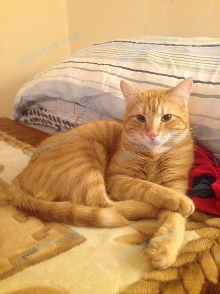 Medium adult orange male cat Mikey, lost near 51 1ère Ave, L'Île-Perrot, QC J7V 4Z8, Canada on Jul 19, 2020.