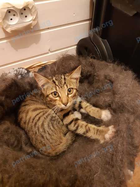 Small young gray male cat, found near ул. Советская, 49, Рошаль, Московская обл., Россия, 140732 on Jul 19, 2020.