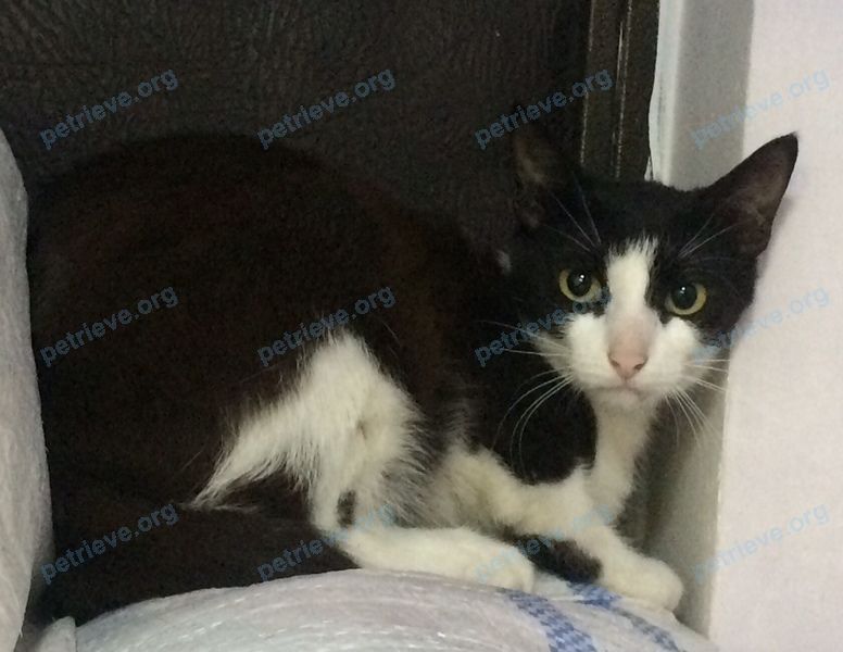 Medium young mixed color male cat, found near ул. Текстильщиков, 14, Балашиха, Московская обл., Россия, 143910 on Jul 22, 2020.
