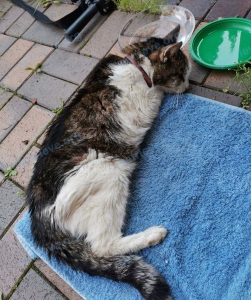 Female cat, found near 21, Сорокино, Московская обл., Россия, 143523 on Jul 26, 2020.