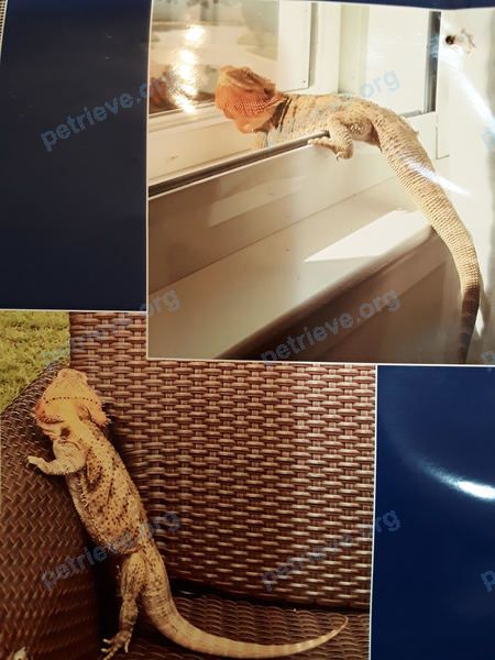 Big adult orange male reptile Todd, lost near 800 Mark Dr, Clearwater, FL 33756, USA on Jul 08, 2020.