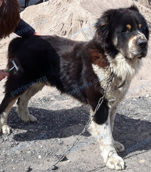 Big adult black male dog Грег, lost near Полевая ул., 43, Санкт-Петербург, Россия, 196642 on Jul 17, 2020.