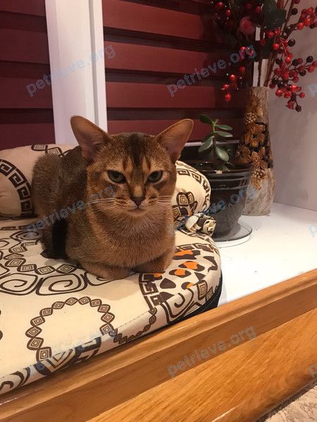 Medium young brown male cat Флокки, lost near ул. Симбирская, 49, Саратов, Саратовская обл., Россия, 410003 on Jul 29, 2020.