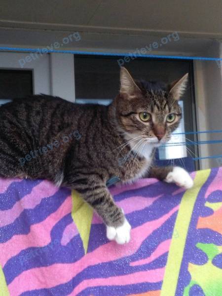 Medium adult gray male cat, lost near Sirenevaya 8, Молодечно, Беларусь on Jul 31, 2020.