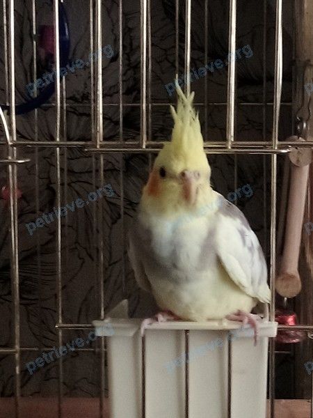 Маленькая жёлтая молодая птица Боца, пропала 04.08.2020 рядом с 2 St Johns Rd, Cambridge, MA 02138, США.