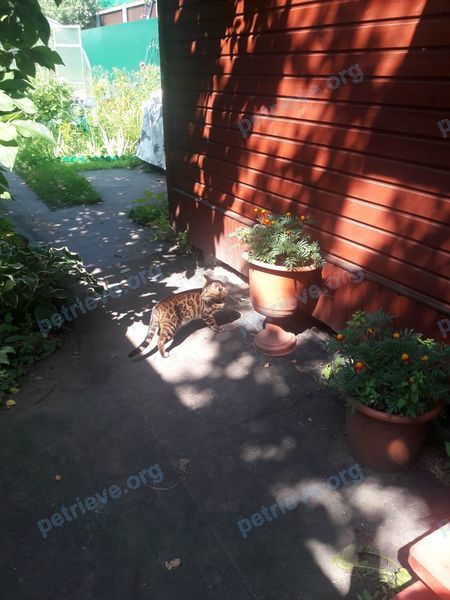 Small orange cat ---, found near Центральная ул., 33 А, Алабушево, Московская обл., Россия, 141560 on Aug 05, 2020.