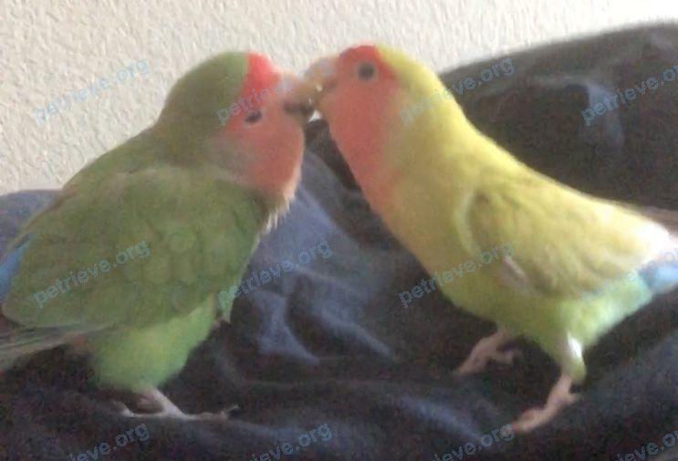 Small green male bird Piper, lost near 815 Aransas Dr, Euless, TX 76039, USA on Aug 02, 2020.
