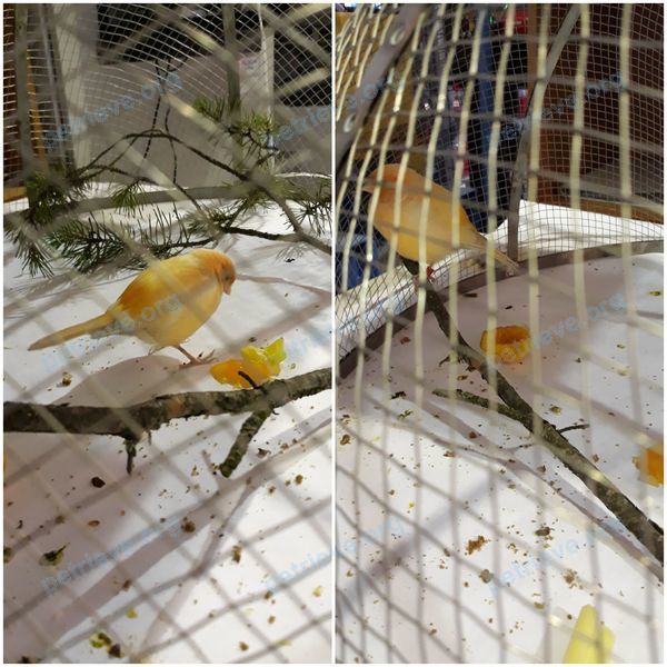 Small yellow bird, found near ул. Заповедная, 51 корпус 2, Санкт-Петербург, Ленинградская, Россия, 197350 on Aug 10, 2020.