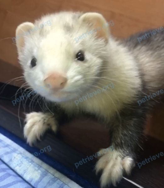 Small young mixed color female ferret Рю, lost near вулиця Добровольського, 9, Черкаси, Черкаська область, Украина, 18000 on Aug 12, 2020.