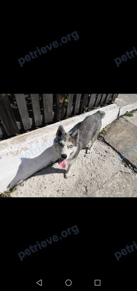 Средний серый молодой пёс, найден 13.08.2020 рядом с ул. Калинина, 128 корпус 1, Кызыл, Респу́блика Тыва́, Россия, 667010.