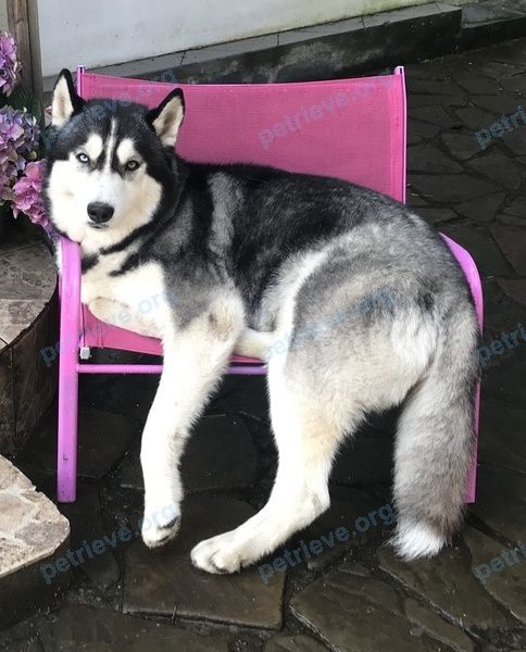 Big young mixed color male dog Фрай, lost near Береговая ул., 24А, Кратово, Московская обл., Россия, 140130 on Aug 13, 2020.