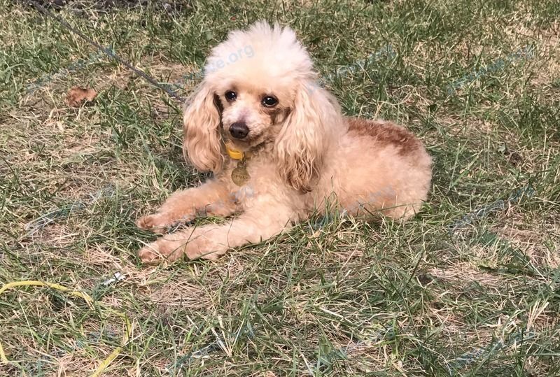Small old orange male dog Орфей, lost near Туапсинский район, Ольгинка, 2й микрорайон, дом 1, кв. 63, Ольгинка, Краснодарский край, Россия, 352840 on Aug 15, 2020.