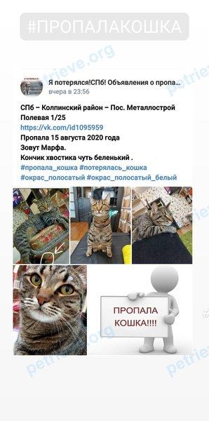 Средняя многоцветная молодая кошка Марфа, пропала 15.08.2020 рядом с СПБ, дор. на Металлострой, 10, Санкт-Петербург, Россия, 196641.