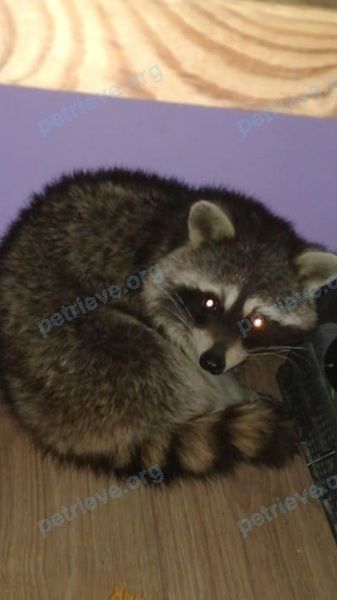 Raccoon Сёма 