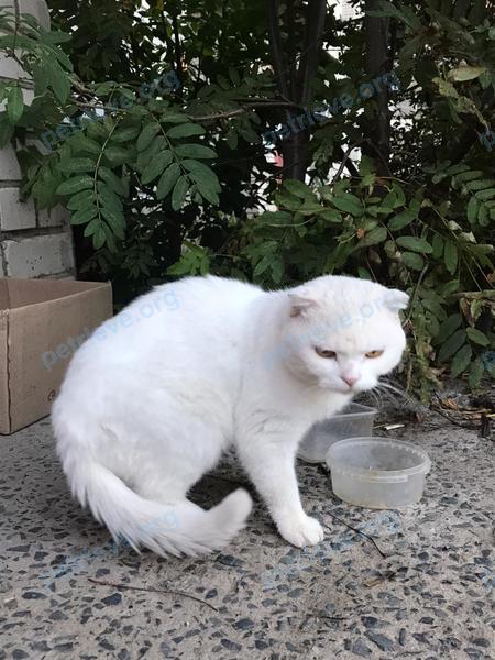 Medium adult white female cat, found near ул. Рокоссовского, 22, Рыбинск, Ярославская обл., Россия, 152914 on Aug 20, 2020.