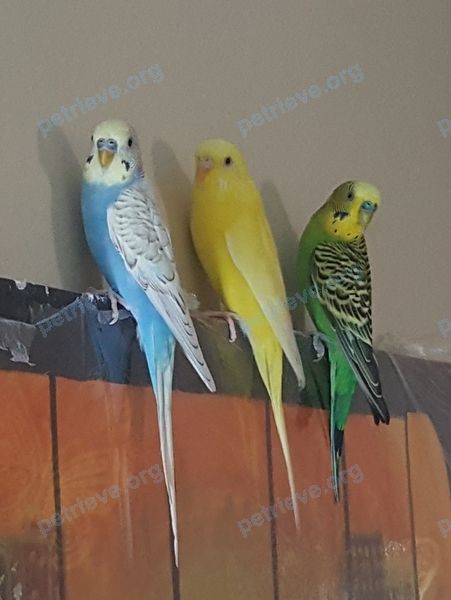 Small adult yellow female bird, lost near 6923 6900 Ranchero Rd NW, Calgary, AB T3G 1J6, Canada on Sep 03, 2020.