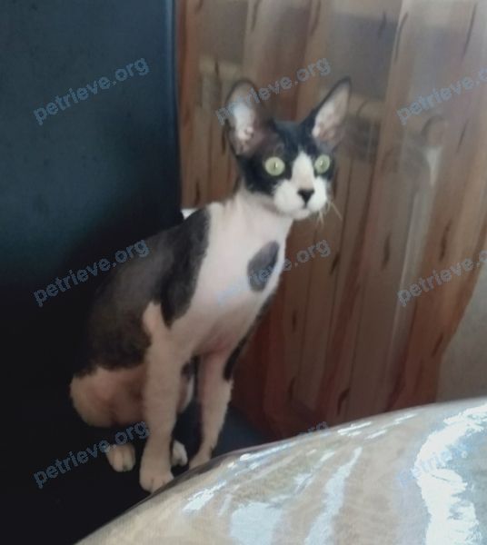 Medium young gray female cat Мила, lost near ул. Кол Гали (Дружба), 10, Альметьевск, Татарстан Респ., Россия, 423455 on Sep 08, 2020.