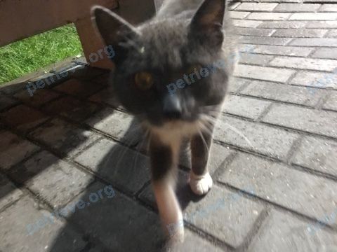Средний серый взрослый кот, найден 08.09.2020 рядом с ул. Академика Легостаева, 4, Королёв, Московская обл., Россия, 141075.