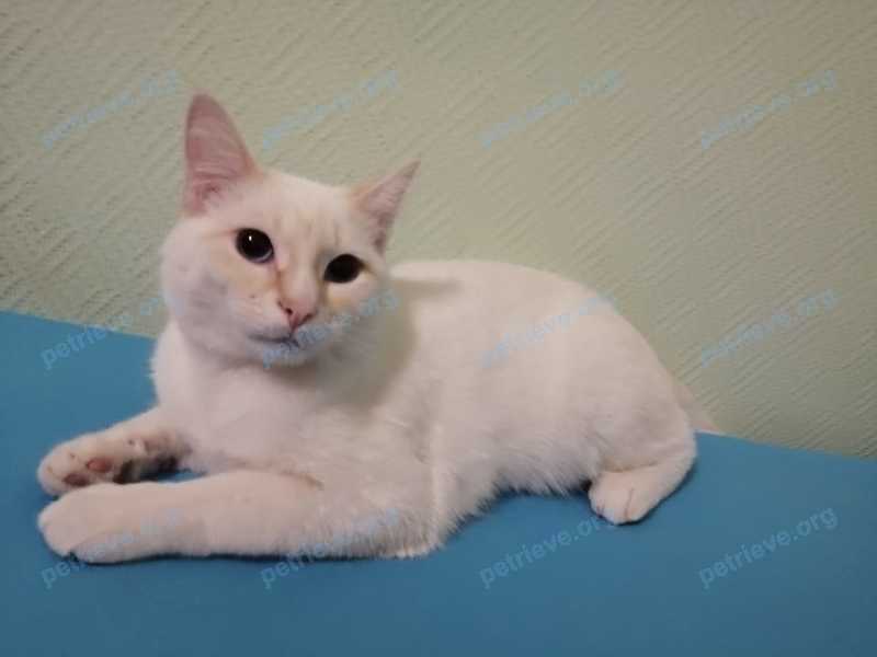 Средний белый молодой кот Кеша, пропал 19.08.2020 рядом с ул. Жуковская, 4, Егорьевск, Московская обл., Россия, 140301.