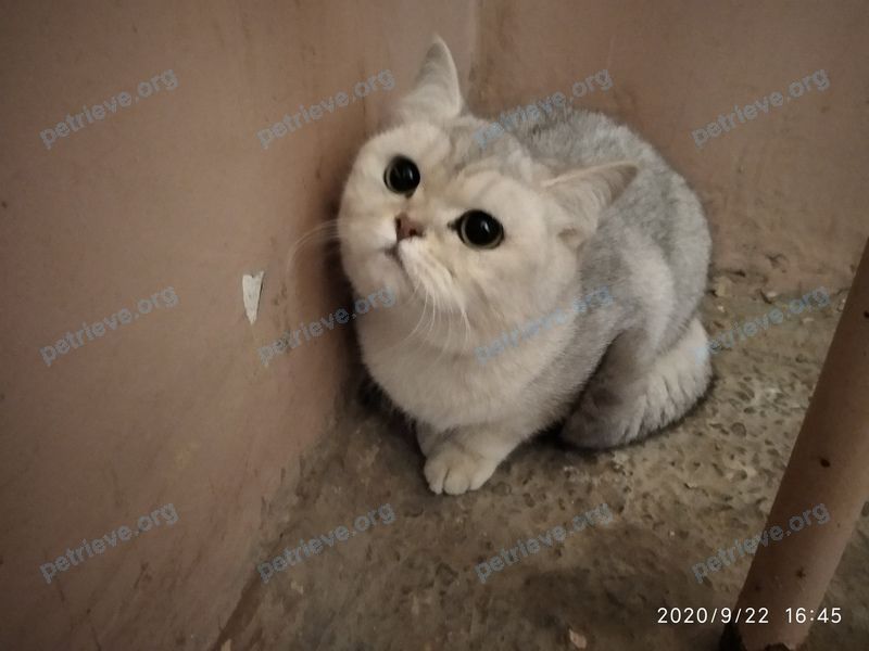 Medium young gray cat, found near проспект Фрунзе 118/1, Витебск, Беларусь on Sep 22, 2020.