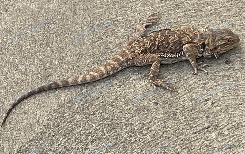 Medium brown reptile, found near 1913 W Nob Hill Blvd, Yakima, WA 98902, USA on Sep 30, 2020.