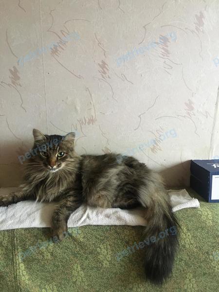 Medium adult gray male cat Барсик, lost near ул. Кадыкова, 18, Чебоксары, Чувашская Респ., Россия, 428031 on Jun 10, 2020.