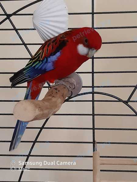 Medium young red male bird Степа, lost near Боровское ш., д.29, Москва, Россия, 119633 on Sep 26, 2020.