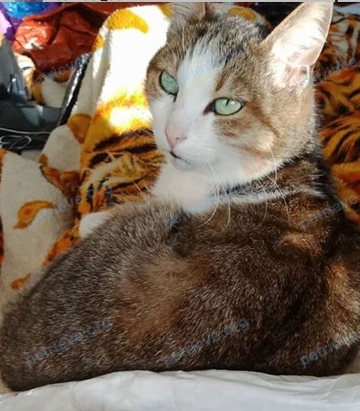 Medium adult mixed color male cat Роман, lost near ул. Бабушкина, 19, Рыбинск, Ярославская обл., Россия, 152925 on Oct 08, 2020.