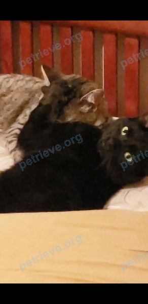 Средний чёрный молодой кот Kitty, пропал 18.09.2020 рядом с 100 Water St, Campbellton, NB E3N 1B1, Canada.