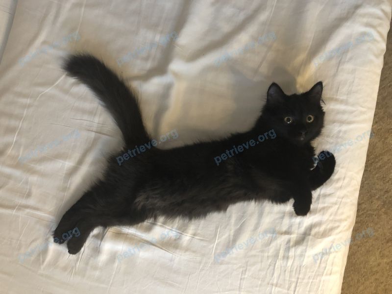Small young black female cat Фрося, lost near Красноармейская ул., 16, Томск, Томская обл., Россия, 634061 on Oct 16, 2020.