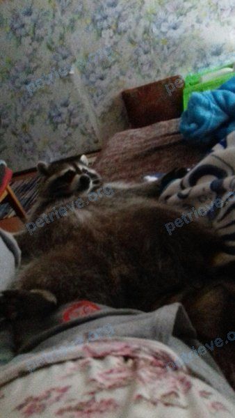 Big young gray male raccoon Тиша, lost near ул. Сергеева-Ценского, Алушта on Oct 16, 2020.