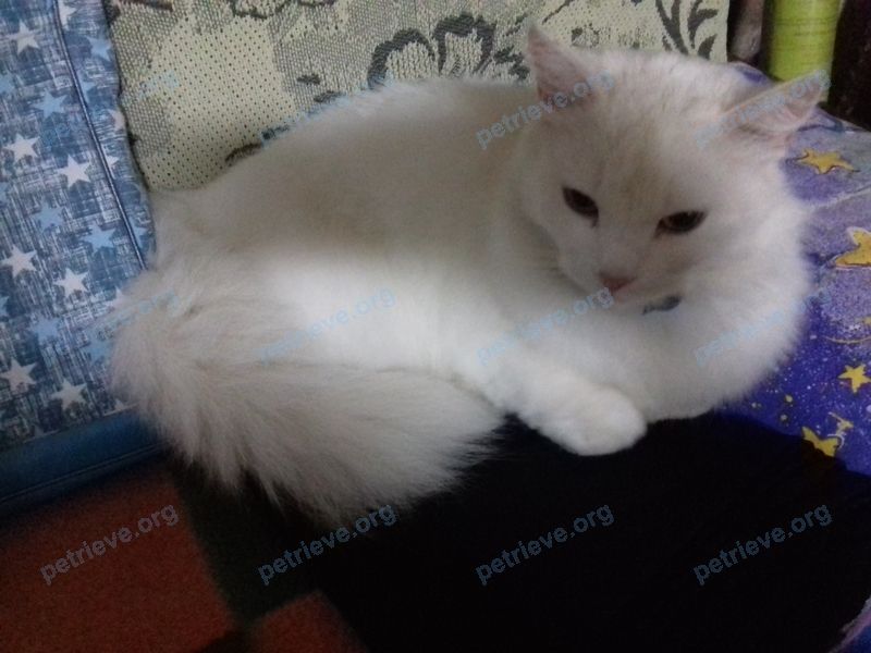 Большая белая взрослая кошка, найдена 18.10.2020 рядом с Zhestkova 46, Витебск, Беларусь.