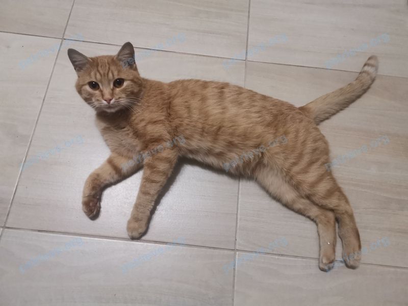 Средний оранжевый молодой кот, найден 18.10.2020 рядом с Москворечье ул. д.4, кор.6, Москва, Россия, 115522.