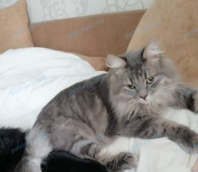 Medium adult gray male cat Дик, lost near Госпитальная, 7, Монино, Московская обл., Россия, 141170 on Sep 27, 2020.