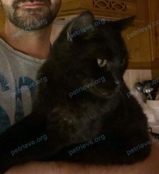 Маленький чёрный старый кот Bengy, пропал 09.10.2020 рядом с 38 Cross St, Northam, Bideford EX39 1BX, UK.