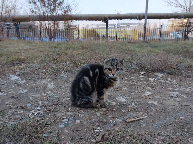Small young mixed color female cat telnykhn, found near 3-й Московский пр-д, 25, Саратов, Саратовская обл., Россия, 410062 on Oct 28, 2020.