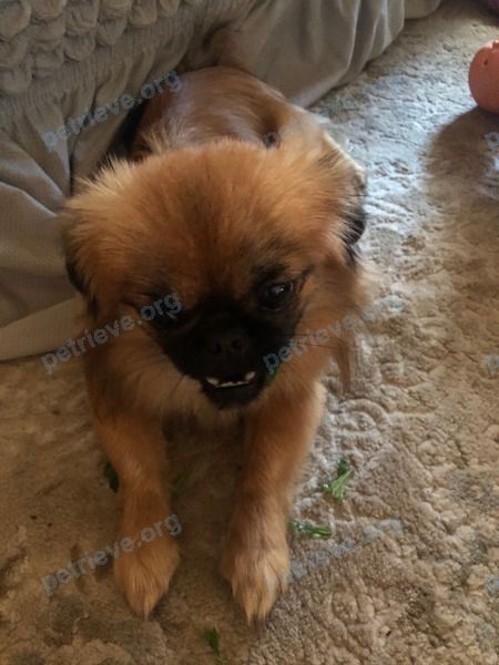 Small young male dog Кузя, lost near Хабаровская ул., 23, Чита, Забайкальский край, Россия, 672000 on Oct 22, 2020.