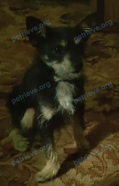 Small young black male dog Стёпа, lost near ул. Нефтегородка, 9, Сальск, Ростовская обл., Россия, 347636 on Nov 02, 2020.