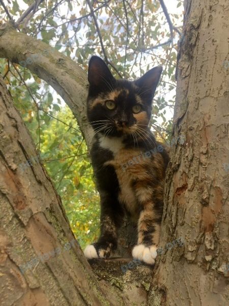 Маленькая многоцветная молодая кошка Pellagrina, пропала 31.10.2020 рядом с 55 Oak St, Aylmer, ON N5H 1G5, Canada.