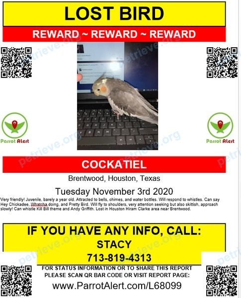 Маленькая серая молодая птица Chickadee, пропала 03.11.2020 рядом с 4419 Anselm St, Houston, TX 77045, USA.