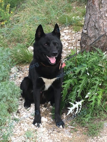Medium adult black dog, lost near ул. Железнодорожная, 24, Тольятти, Самарская обл., Россия, 445005 on Nov 05, 2020.