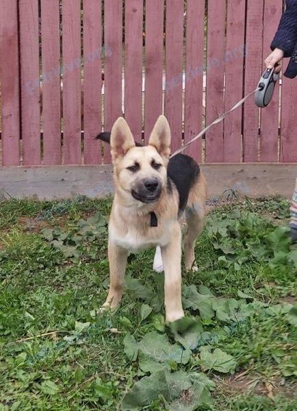 Medium young mixed color male dog Грей, lost near ул. Жилгородок, 9, Агалатово, Ленинградская обл., Россия, 188653 on Sep 21, 2020.