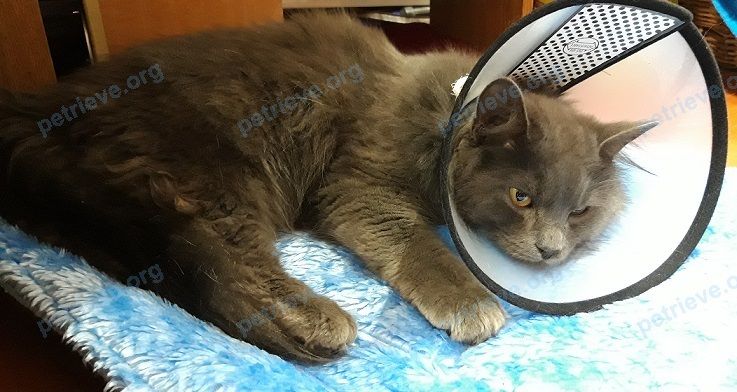 Big adult gray male cat, found near улица Энтузиастов, 19, Чебоксары, Чувашская Респ., Россия, 428023 on Nov 15, 2020.