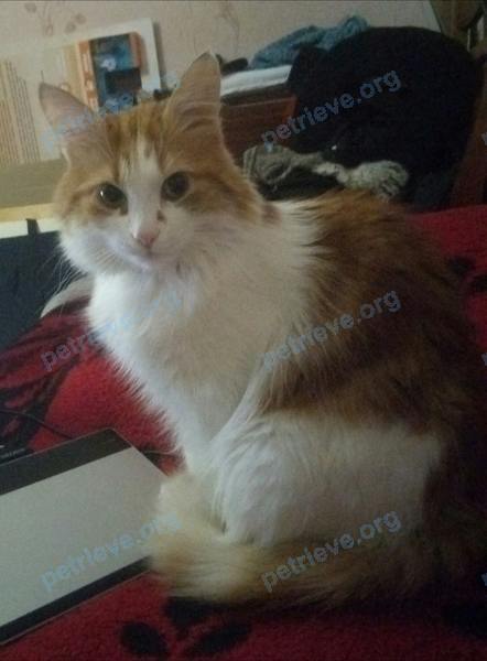 Medium adult mixed color male cat Феликс, lost near ул. Крупской, 27, Батайск, Ростовская обл., Россия, 346880 on Nov 15, 2020.
