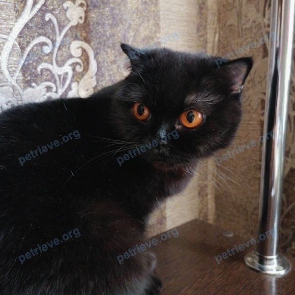 Medium adult black female cat Люся, lost near Волгодонск, Ростовская обл., Россия, 347343 on Jun 24, 2020.