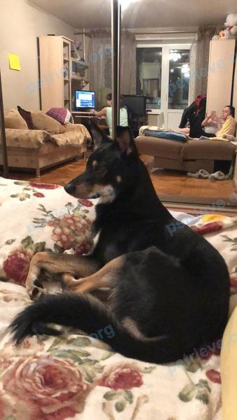 Medium young black male dog Чак,чакушка,чикушончик или сабина, lost near Касимовское ш., 3А, Малаховка, Московская обл., Россия, 140030 on Nov 14, 2020.