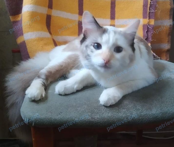Medium young mixed color female cat Маруся, lost near ул. Пархоменко, 59, Волгоград, Волгоградская обл., Россия, 400050 on Nov 06, 2020.