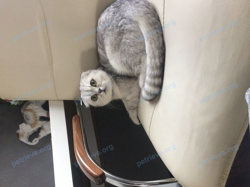 Medium young gray female cat, lost near Коммунистическая ул., 29, Валуйки, Белгородская обл., Россия, 309991 on Nov 23, 2020.